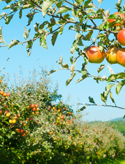 Topadressen om te bezoeken in de Pays d’Auge, in het hart van Calvados