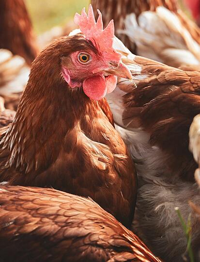 Recept: de Sarthe-stoofpot van Château de Chanteloup